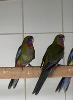 Nog 1-2 adelaide rosella 2025 met DNA verwant, Dieren en Toebehoren