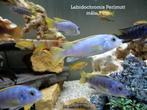 Labidochromis perlmutt 7 cm. Cichlidés, Dieren en Toebehoren, Vissen | Aquariumvissen, Zoetwatervis, Vis