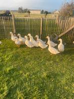 Jonge pekingeenden, Dieren en Toebehoren, Meerdere dieren, Eend