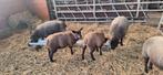 Agnelles texel bleu, Dieren en Toebehoren, Schapen, Geiten en Varkens