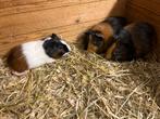 Jonge cavia’s, Animaux & Accessoires, Rongeurs, Décembre, Plusieurs animaux, Cobaye