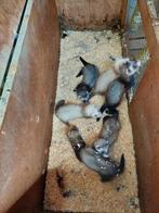 Fretten, Dieren en Toebehoren, Knaagdieren, Fret, Mei, Meerdere dieren, Tam