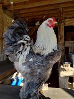 brahma zalm kweekkoppels te koop, Dieren en Toebehoren