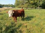 Mini Hereford stier, Mannelijk, 0 tot 2 jaar
