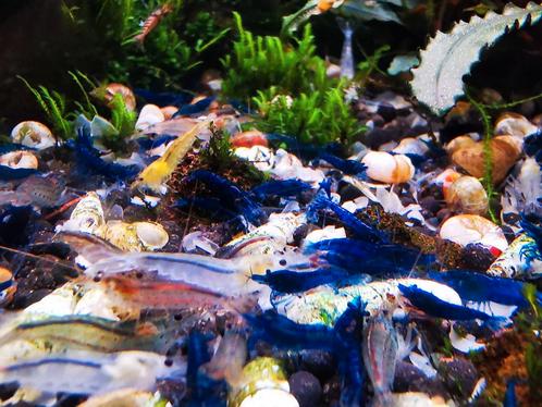 Blue velvet high grade garnalen, Dieren en Toebehoren, Vissen | Aquariumvissen