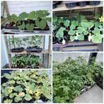 Pompoen/pompoen/butternoten/courgetteplanten/tomaten/chilipe, Ophalen, Eenjarig, Groenteplanten, Volle zon
