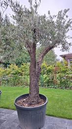 Olijfboom, Tuin en Terras, Planten | Bomen, Ophalen, In pot, Olijfboom, 250 tot 400 cm