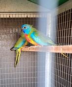 Top betrouwbaar en bewezen kweekkoppel splendid van 2023, Dieren en Toebehoren