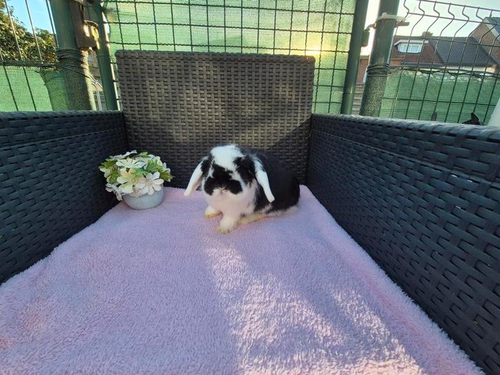 Super lief mooi Minilop voedstertje, Dieren en Toebehoren, Konijnen, Dwerg, Vrouwelijk, 0 tot 2 jaar, Hangoor