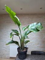 Strelitzia Nicolai, Ophalen