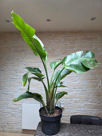 Strelitzia Nicolai beschikbaar voor biedingen