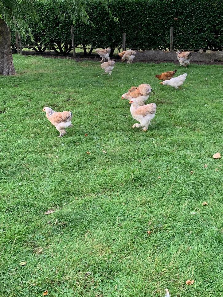 Brahma Zalm hennen (bijna aan de leg), Dieren en Toebehoren, Pluimvee, Kip, Vrouwelijk