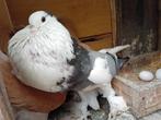 Gentse kroppers, Animaux & Accessoires, Oiseaux | Pigeons, Boulant, Plusieurs animaux