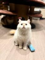 Red silver cameo pointed langhaar kater, Dieren en Toebehoren, Katten en Kittens | Raskatten | Langhaar, Kater, Gechipt, 0 tot 2 jaar