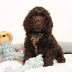 Cockapoo (Chocolat) pups te koop, Dieren en Toebehoren, Honden | Chihuahua's en Gezelschapshonden, 15 weken tot 1 jaar, Buitenland