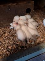 Frettenpups, Dieren en Toebehoren, Augustus, Vrouwelijk