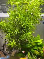 Heteranthera zosterifolia aquariumplant, Verzenden