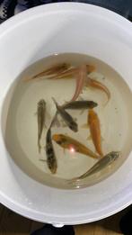 Koï japonaise, Animaux & Accessoires, Poissons | Poissons d'étang