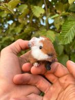 Super mooie borstel cavia's, Augustus, Cavia