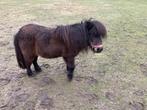 11-jarige merrie pony, Dieren en Toebehoren, Merrie, Onbeleerd, Met stamboom