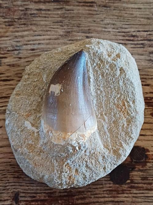 Grote fossiele mosasaurus tanden op matrix - 35€/stuk, Verzamelen, Mineralen en Fossielen, Fossiel, Ophalen of Verzenden