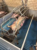 Kraamhokken [654], Dieren en Toebehoren
