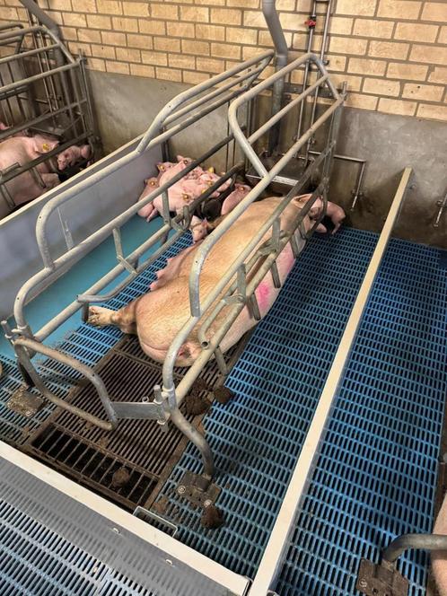 Kraamhokken [654], Dieren en Toebehoren, Stalling en Weidegang