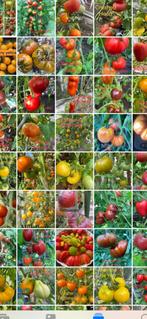 1grand choix de graines de tomates spéciales, Jardin & Terrasse, Graine, Plein soleil, Printemps, Envoi
