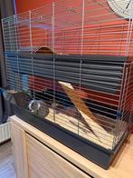 Dwergkonijn met kooi en toebehoren, Dieren en Toebehoren, Konijnen, Mannelijk, Klein, Hangoor, 0 tot 2 jaar