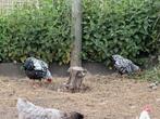 Koppel Wyandotte krielen zilver zwart gezoomd te koop, Dieren en Toebehoren, Pluimvee, Kip