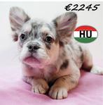 FLUFFY Bouledogue Français chiot à vendre, 15 semaines à 1 an, Hépatite contagieuse (maladie de Rubarth), Plusieurs, Étranger