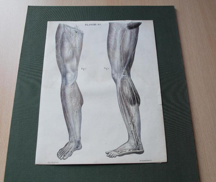 Lithographie :Planche d’anatomie neurologique. XIXᵉ siècle, Antiquités & Art, Art | Lithographies & Sérigraphies, Enlèvement ou Envoi