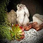 Tamme Russische Dwerghamsters (12 weken), Dieren en Toebehoren, Knaagdieren, Meerdere dieren, Hamster, Tam
