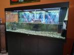 Juwel Rio 450L LED Aquarium en Onderkast - Waterschildpadden, Ophalen
