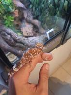 Underwoodisaurus milii (M, 5j) – terrarium optioneel, Dieren en Toebehoren, Hagedis, Met terrarium, 3 tot 6 jaar