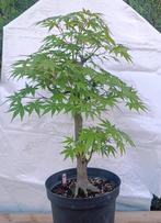 Bonsai Acer Palmatum 15j. Nr.36, Tuin en Terras, Planten | Bomen, In pot, Minder dan 100 cm, Overige soorten, Ophalen of Verzenden