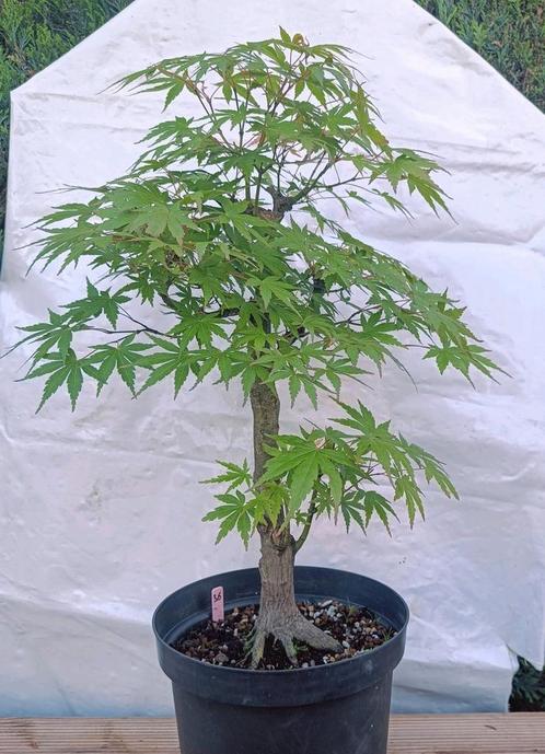 Bonsai Acer Palmatum 15j. Nr.36, Tuin en Terras, Planten | Bomen, Overige soorten, Minder dan 100 cm, In pot, Ophalen of Verzenden