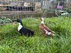 Koppel hollandse kwakers, Dieren en Toebehoren, Pluimvee, Meerdere dieren, Eend