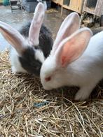 Vlaamse en Duitse reuzen 7 weken oud, Dieren en Toebehoren, Meerdere dieren, Groot, 0 tot 2 jaar