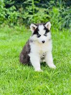 Belgische Wooly  (siberische) Husky pups te koop, België, Overige rassen, CDV (hondenziekte), 8 tot 15 weken