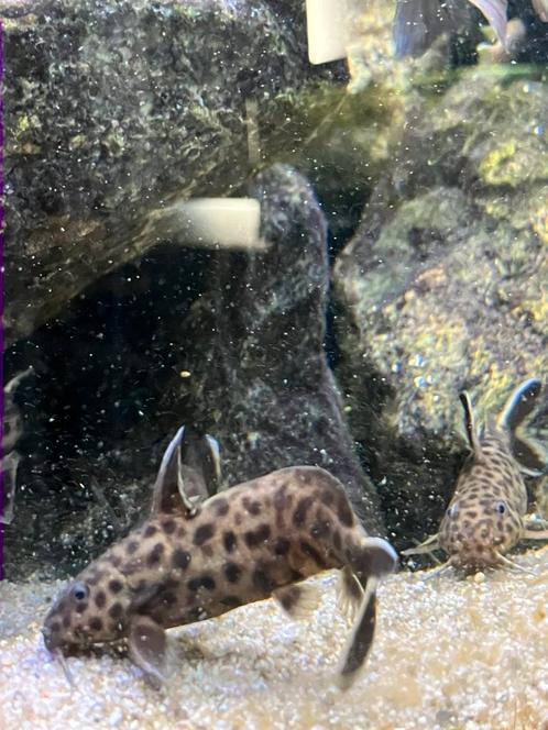 Tanganyika cichliden, Dieren en Toebehoren, Vissen | Aquariumvissen, Zoetwatervis