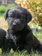 Labrador pups zwart, Dieren en Toebehoren, België, Fokker | Hobbymatig, CDV (hondenziekte), 8 tot 15 weken