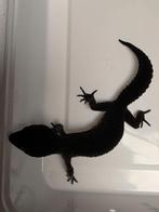 Gecko Leopard Blacknight, Dieren en Toebehoren