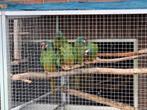Maracana ara man van 2024 met nodige doc., Dieren en Toebehoren, Vogels | Parkieten en Papegaaien, Mannelijk, Papegaai