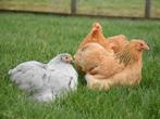 handtamme cochin krielen + vele andere kriel rassen 4+1 grat, Dieren en Toebehoren, Vrouwelijk, Kip