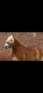 Fijne, goedgebouwde 3 jarige stamboek Haflinger merrie, Dieren en Toebehoren, Pony's, Merrie, D pony (1.37m tot 1.48m), Gechipt