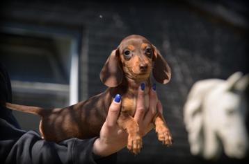 Teckel pups kaninchen beschikbaar voor biedingen
