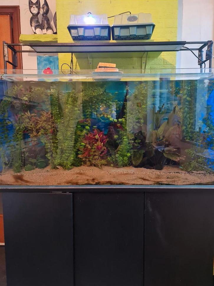Complete aquarium zonder de vissen, Dieren en Toebehoren, Vissen | Aquaria en Toebehoren, Ophalen