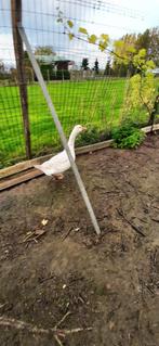 Oie de ferme mâle blanche