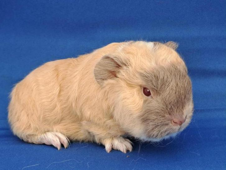 lieve ch teddy beertjes te koop, Dieren en Toebehoren, Knaagdieren, Mannelijk, Cavia, Oktober, Tam